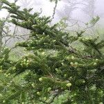 Abies fraseri Dalc'h