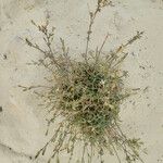 Silene succulenta Kukka