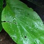 Calla palustris Feuille