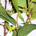 Diospyros inconstans Bloem