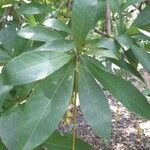 Barringtonia acutangula Leaf