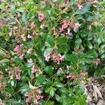 Escallonia rubra 整株植物