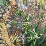 Rhododendron tomentosum Foglia