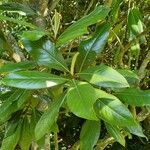 Magnolia virginiana Foglia