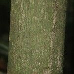 Chrysophyllum durifructum 樹皮