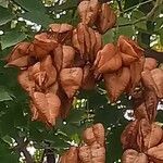 Koelreuteria paniculata Fruit