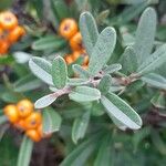 Pyracantha angustifolia Deilen