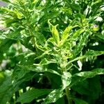 Erigeron sumatrensis Leaf