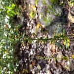 Solidago caesia Flower