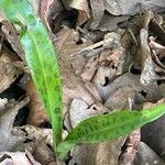 Orchis provincialis Blad