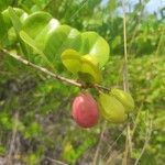 Chrysobalanus icaco Fruit