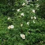 Rosa tomentosa Cvet