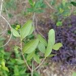 Myrcia palustris Leaf
