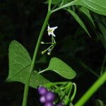 Solanum anguivi Other