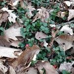 Mitchella repens Leaf