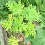 Pelargonium × asperum Hostoa