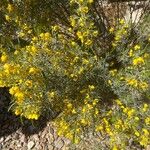 Senna artemisioides Blüte