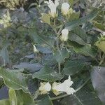 Araujia sericifera Blomst