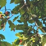Quercus bicolor Hoja