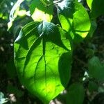 Cornus racemosa Blad