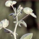 Anthyllis circinnata Fruit