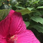 Hibiscus palustris Other