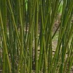 Phyllostachys reticulata Rinde