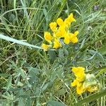 Lathyrus pratensisFlower