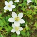 Parnassia palustris花