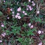 Saponaria ocymoidesFlower