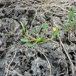 Ranunculus lateriflorus Habit