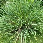 Cymbopogon nardus ᱥᱟᱠᱟᱢ