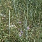 Elytrigia x laxa Likasa