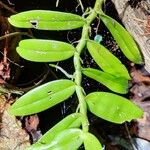 Rhipidoglossum ochyrae Blad