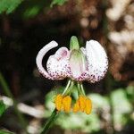 Lilium kelloggii Flower