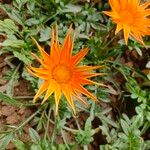 Gazania rigensफूल