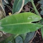 Philodendron quinquenervium Leaf