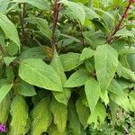 Salvia confertiflora Leaf