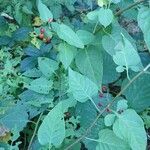 Solanum dulcamara Агульны выгляд