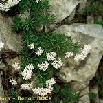 Asperula hirta Habit