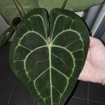 Anthurium clarinervium Yaprak