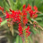 Crocosmia paniculata 花