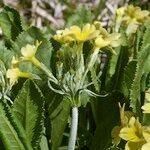 Primula luteola Other