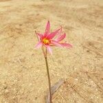 Erythronium revolutum Květ