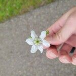 Rubus argutusFlower