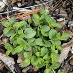 Veronica serpyllifoliaFulla