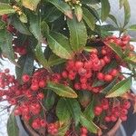 Ardisia crenata Gyümölcs