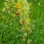 Rhinanthus major Blomma