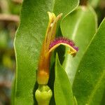Bontia daphnoides Flower
