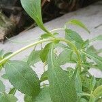 Stevia rebaudiana Ліст